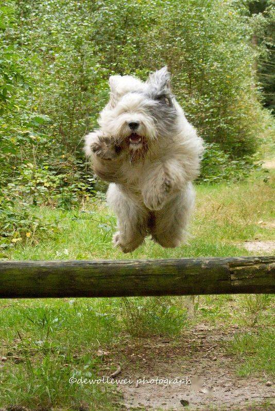 电梯里面看到一只古牧,完全忍不住了!