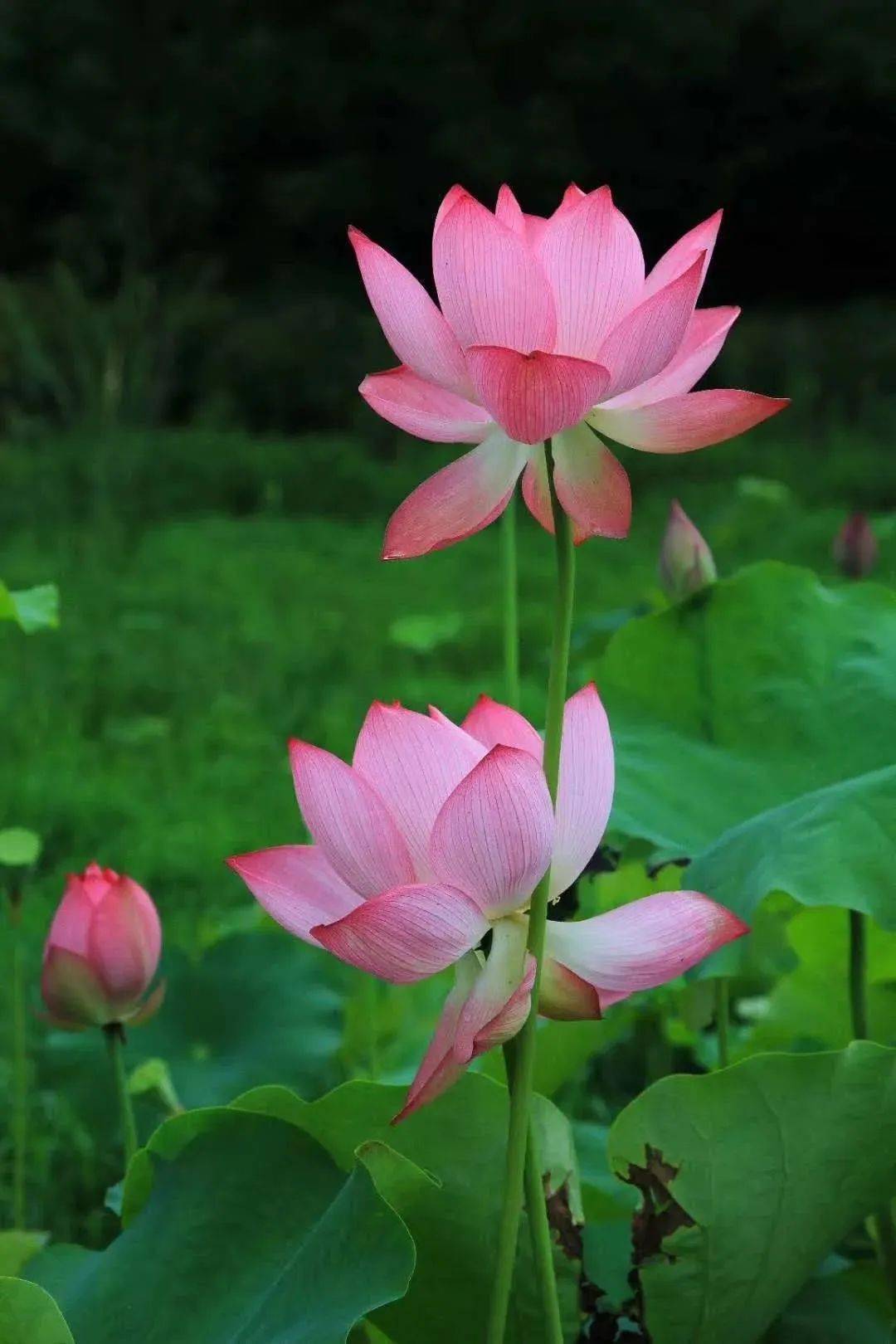 说出你的安吉玩水节心愿,夏日去实现呀!