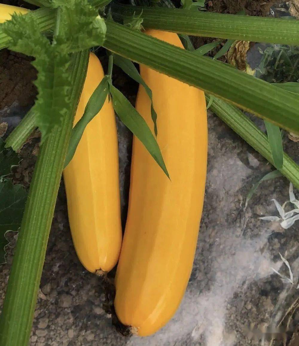 秋葵,西葫芦,西瓜还有线椒,茄子,南瓜,向日葵,青皮核桃,黑美人小