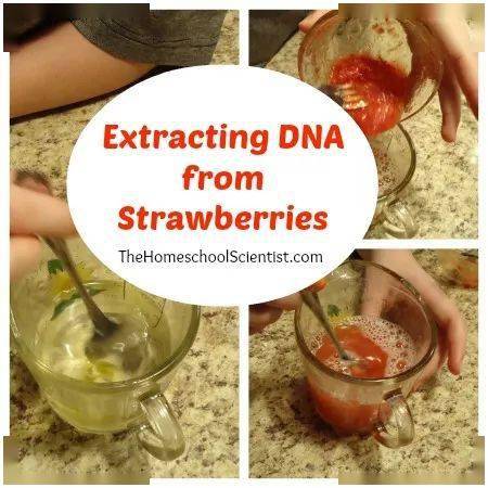 科学从草莓中提取dna科学小实验