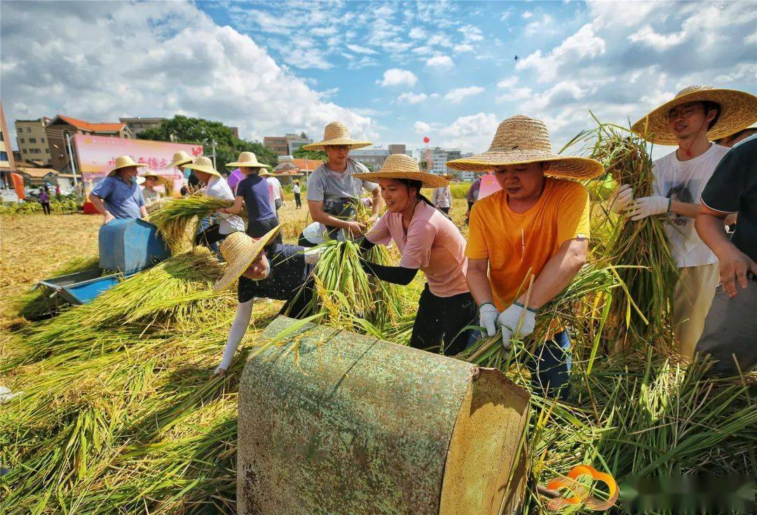 水稻丰收秀水村满田披上黄金甲