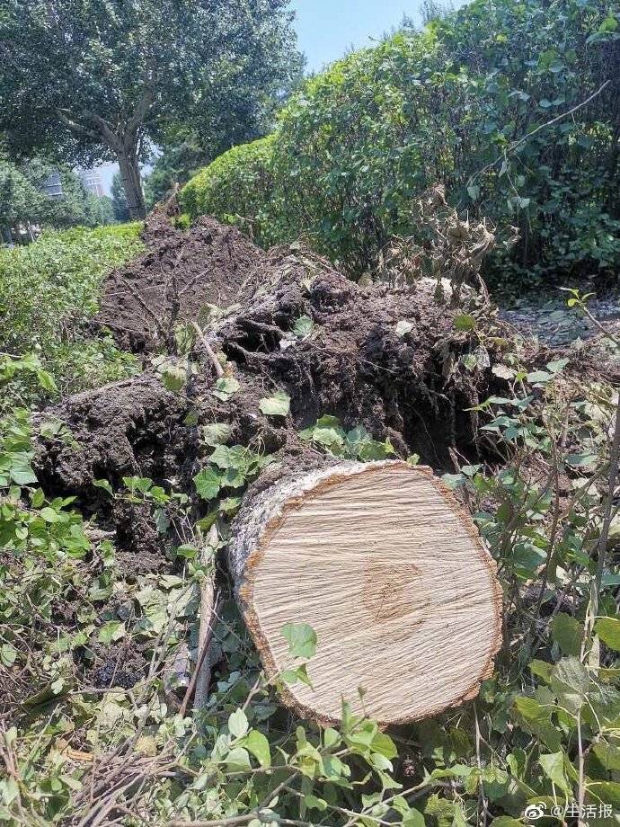 大风雨为何多是杨树被连根拔起?专家 头重脚轻树根浅