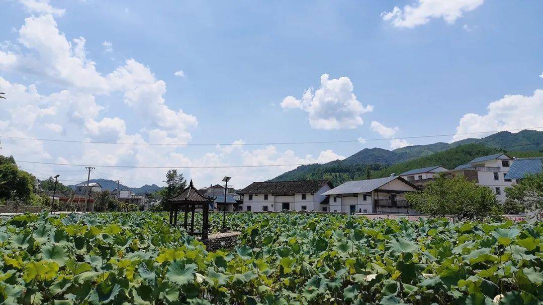 走向我们的小康生活丰州乡雁湖村产业扶贫为脱贫插上腾飞翅膀