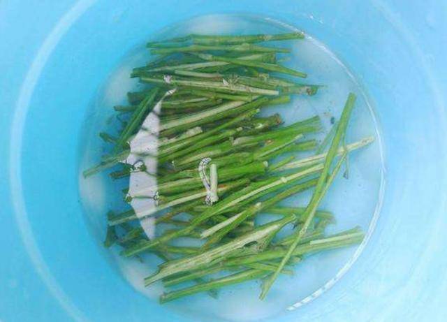 自制多肉"生根粉",砍头抹一点,7天就生根,还能杀菌防黑腐