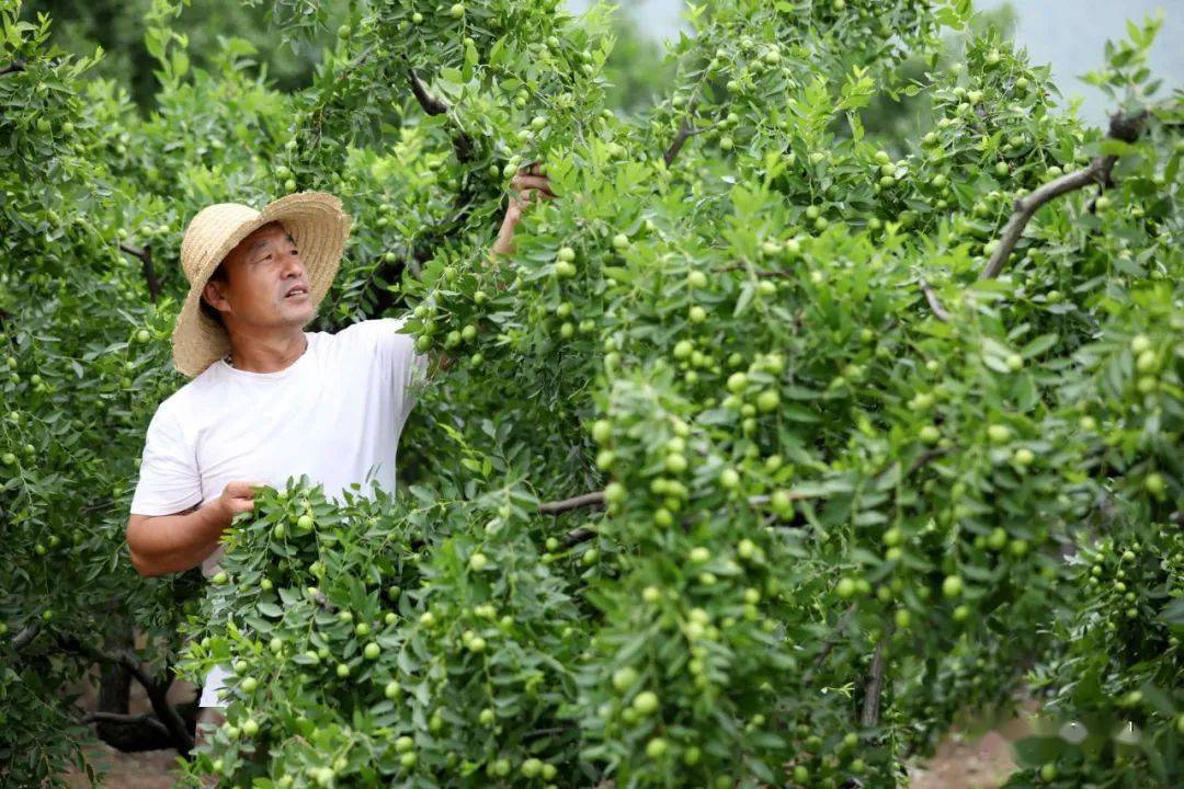 山地小枣夏管保丰收_枣树
