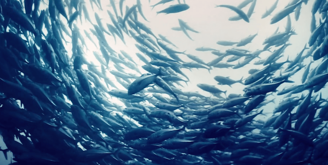 好海参源自好环境丨走进好当家天海湾海洋牧场