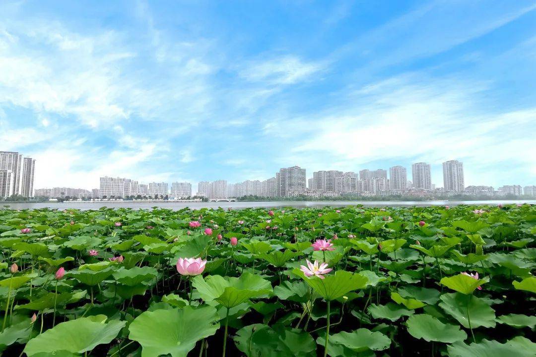 襟江小学教育集团老师们你的暑假作业来了请查收