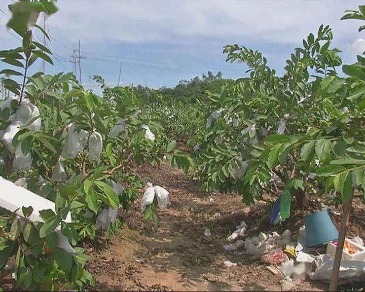 目前石田村有十五六户村民在种植番石榴,其中贫困户有三到五户.