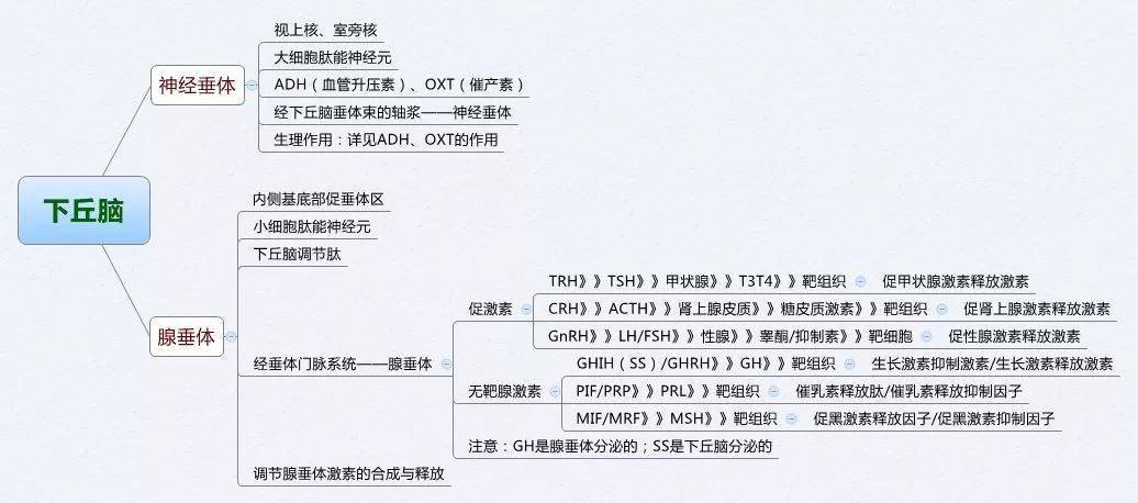 医学生必备生理学思维导图