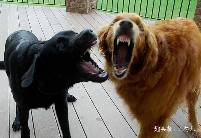 吵架 的狗子们