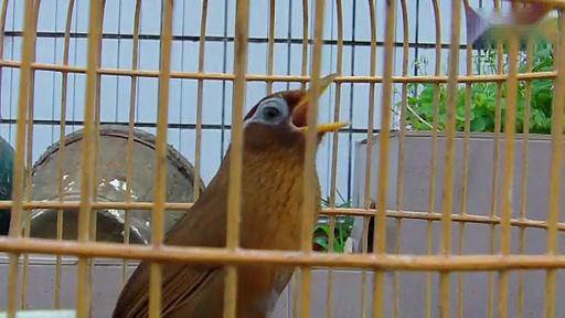 画眉鸟刚买回来的打鸟