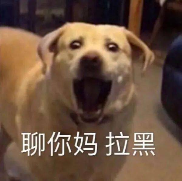 汪星人表情包第14期 | "就算没有很可爱,但永远都会很沙雕!"_狗狗