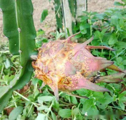 火龙果溃疡病,炭疽病,软腐病混发了,及早防治,比较严重的就直接剪掉