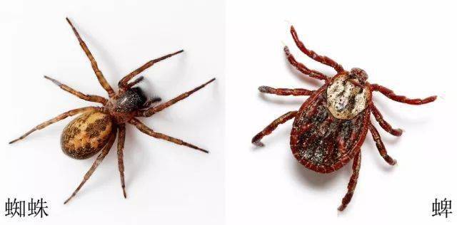 软 蜱锐缘蜱属 argas败蜱属 carios钝缘蜱属 ornithodoros残喙蜱属