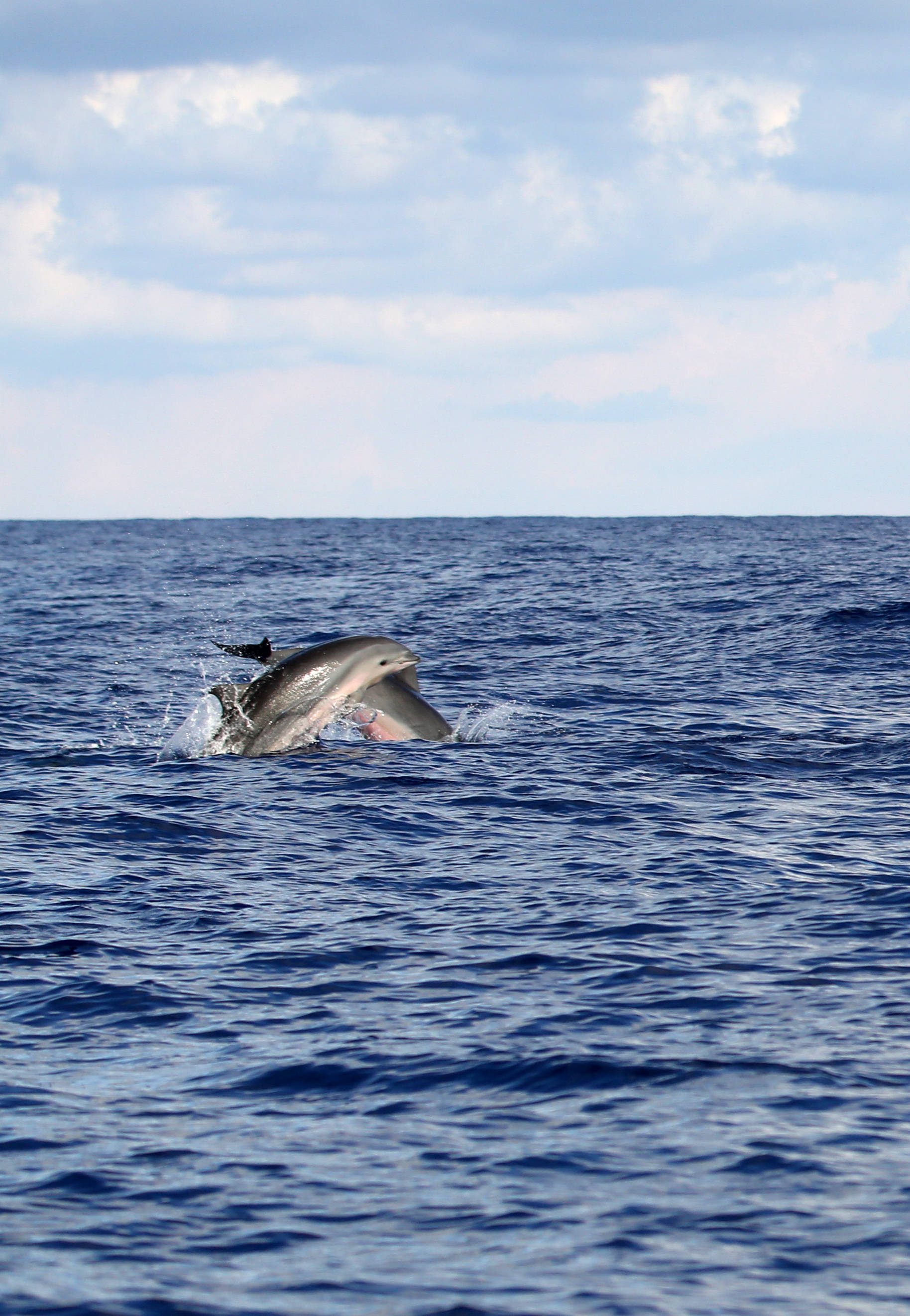 科研人员在南海记录短肢领航鲸与弗氏海豚混游现象