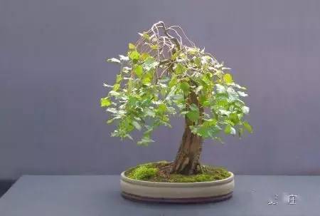 图文普通白桦树的华丽变身玩盆景别纠结树种