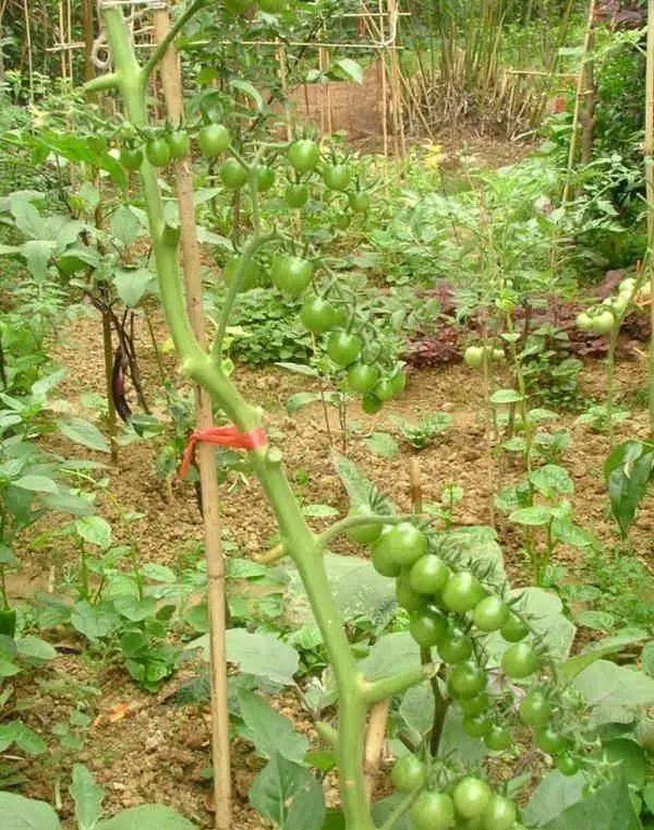 西红柿种植全过程视频(西红柿种植全过程视频教学)