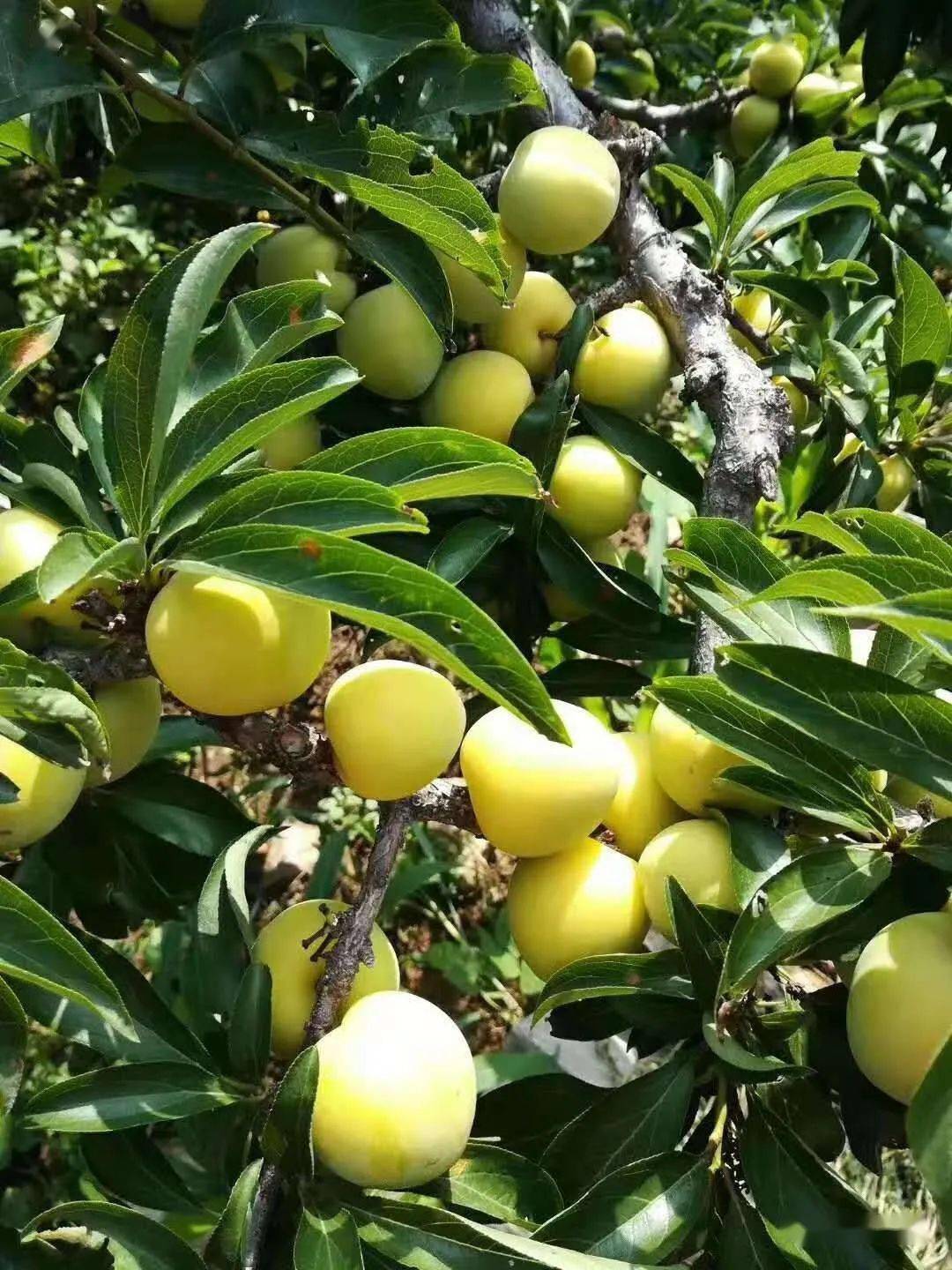 东邵渠这片4500亩李子林现吃现摘带走还实惠