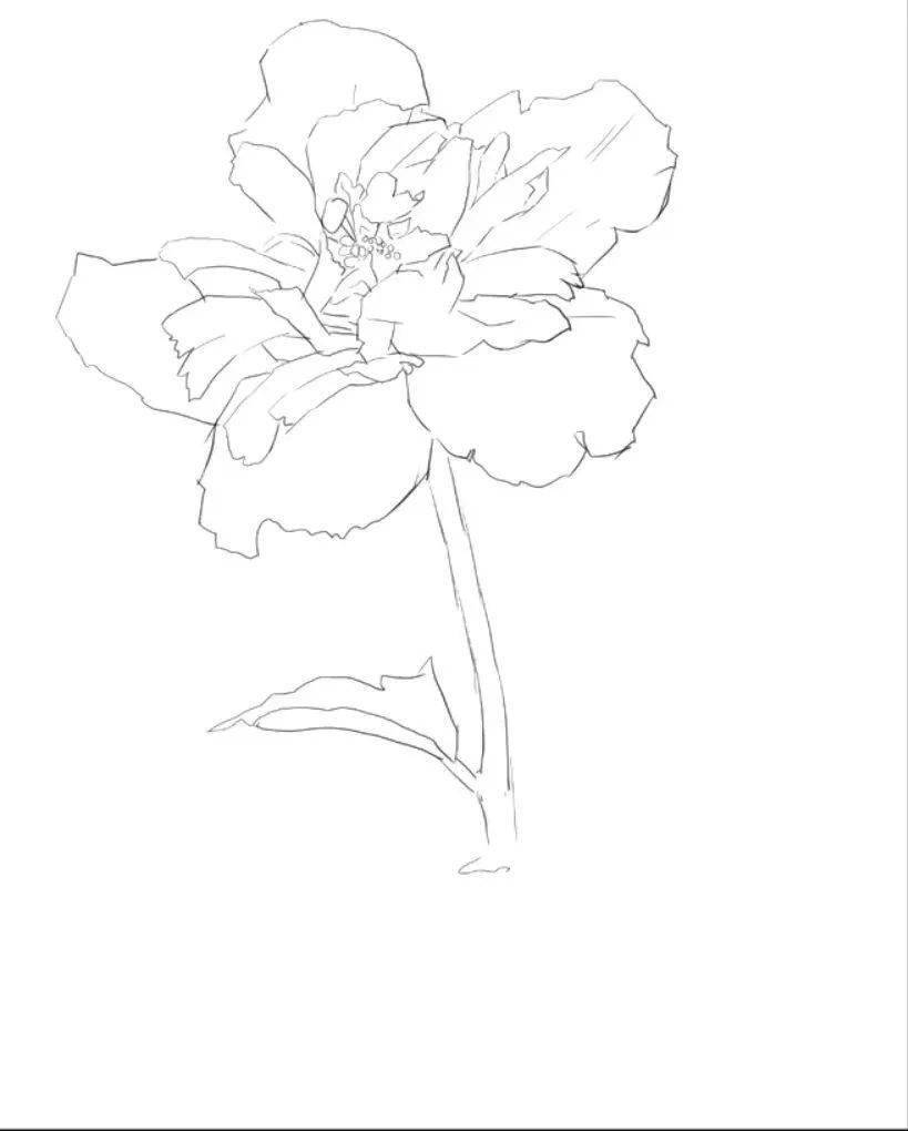 新时代文明实践科普云课堂英英木槿花振振蜉蝣羽