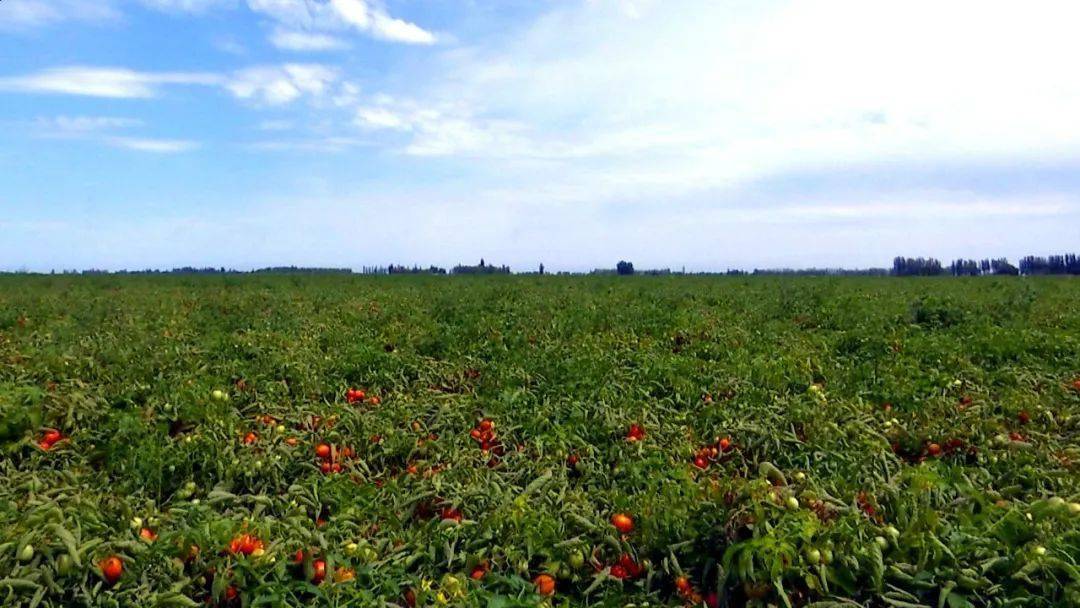 乌苏市54万亩番茄长势喜人预计亩产可达85吨