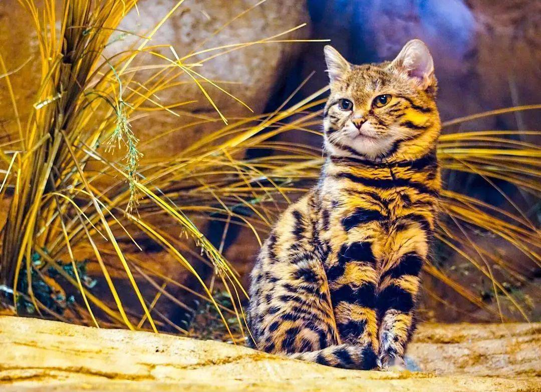 黑足猫:"不要只看到我的萌,我是个冒得感情的杀手!"_语者