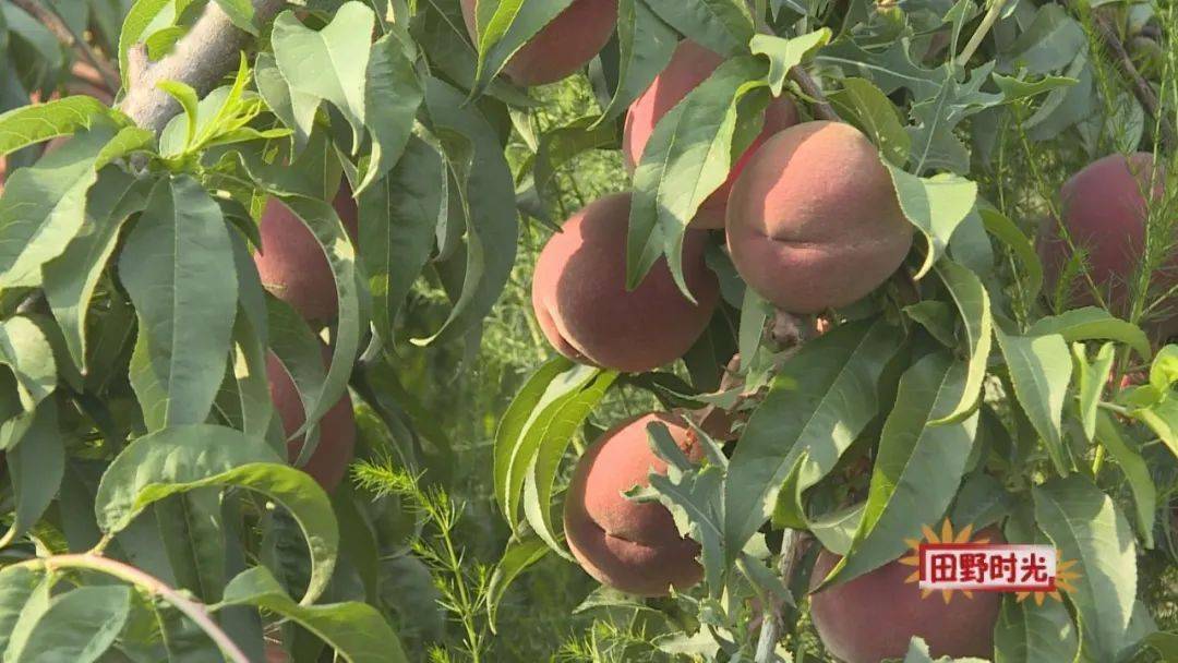 【田野时光】血桃"映"红致富路