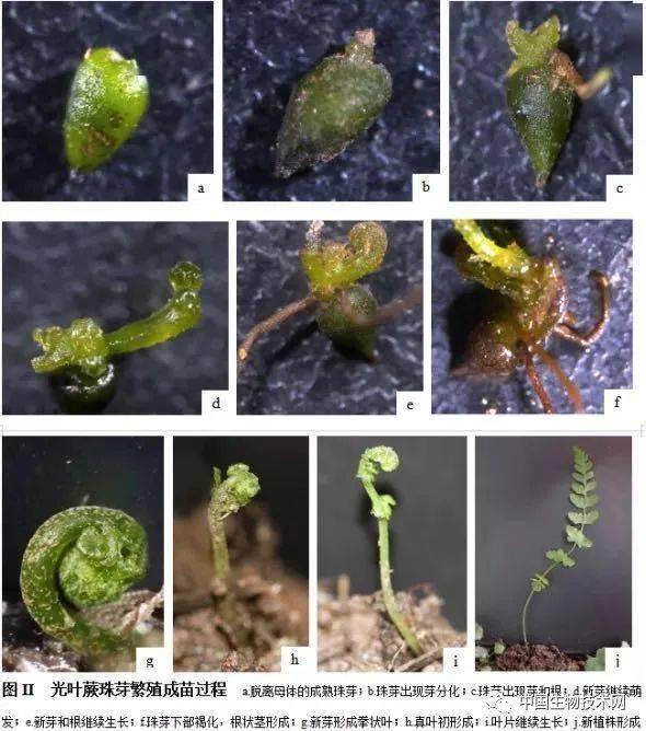 蕨类繁殖方式简单图片