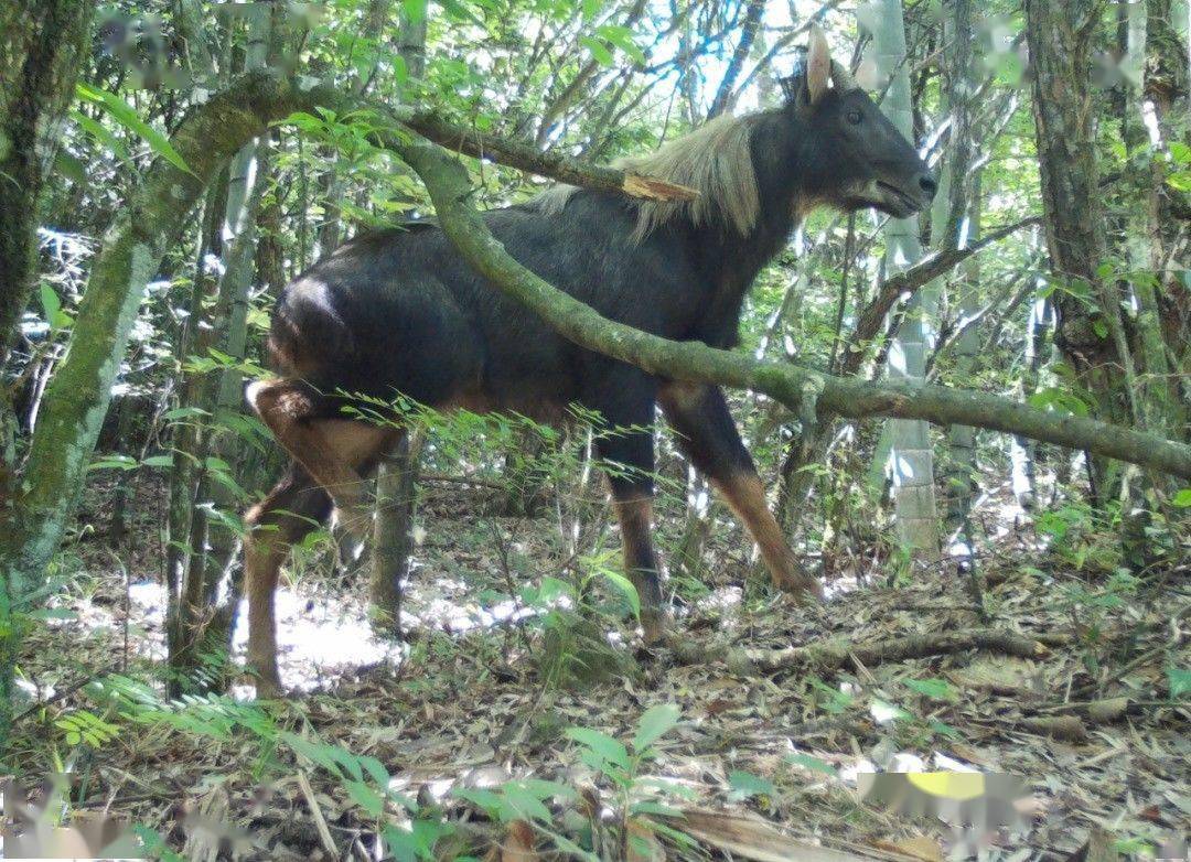 苏门答腊鬣羚图片