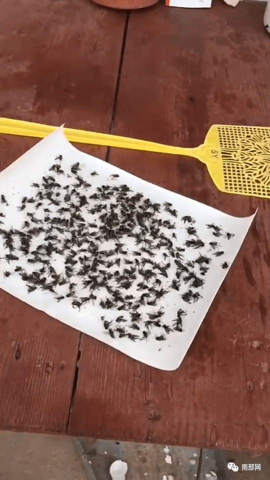 头皮发麻南部这苍蝇成灾居民已无法正常生活