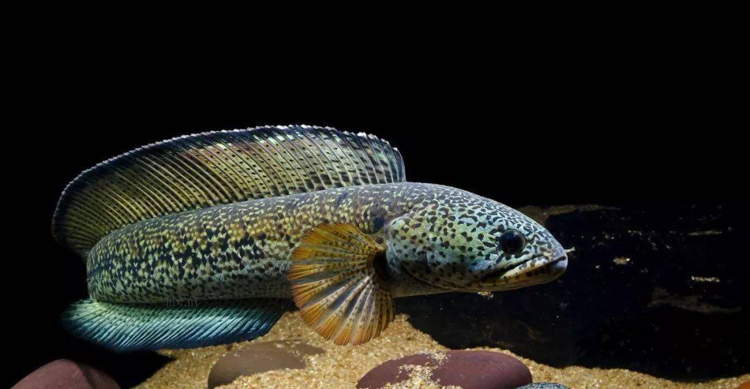 tor malabaricus ↓巨水狼牙魚 hydrolycus armatus ↓其他摄影作品就