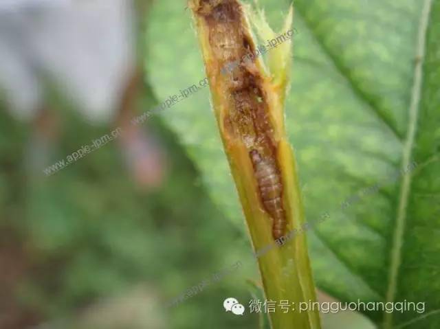 麦蛾危害状顶梢卷叶蛾的危害状顶梢卷叶蛾幼虫黄刺蛾幼虫刺蛾茧金纹细