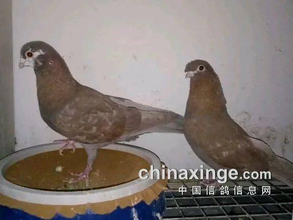 中国四大高飞鸽图片