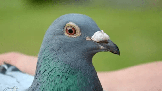 路克.西翁夫妇表现出"神鸽侠侣"的实力,顺利在豪揽亚精顿三甲后的两