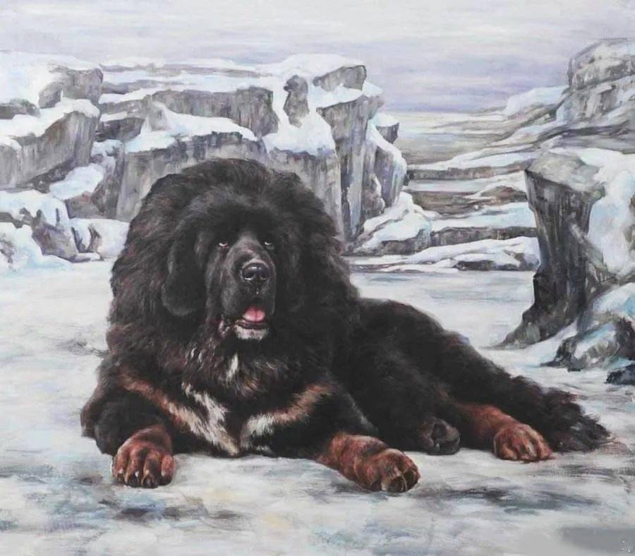 画家林跃笔下的藏獒藏獒原本是生活在海拔3000-5000公尺高寒地区的