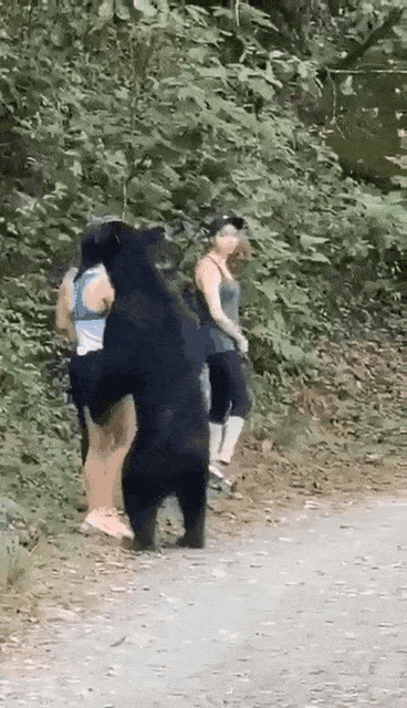 美女遭遇黑熊搂抱女游客遭野牛袭击她们是如何逃过一劫的