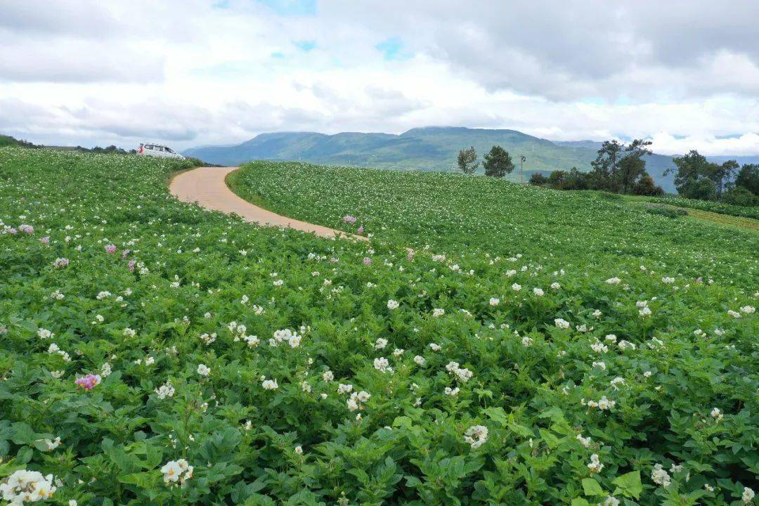 又是一年花开时 | 昨天,剑川县甸南镇白山母村第二届 "洋芋花"节开幕