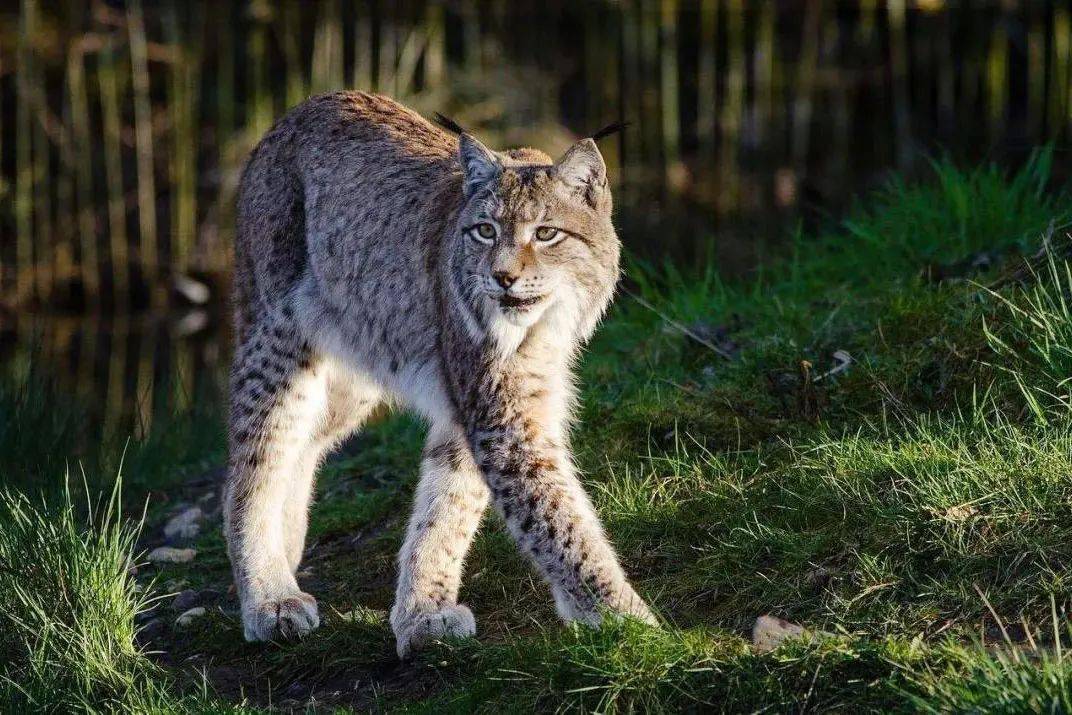 吃猫肉,确实不够"现代"_越南