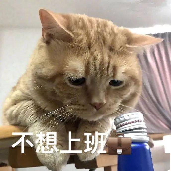 家里的猫突然开口叫我「老公」