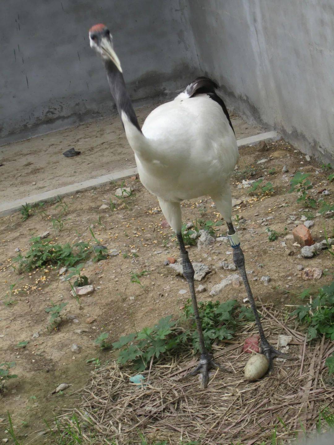 寿之鸟仙之鹤回忆杀系列