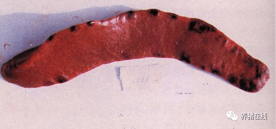 技术血液原虫病又来了