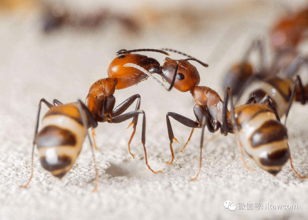 物种图册尼科巴弓背蚁公布37期猜动物的答案
