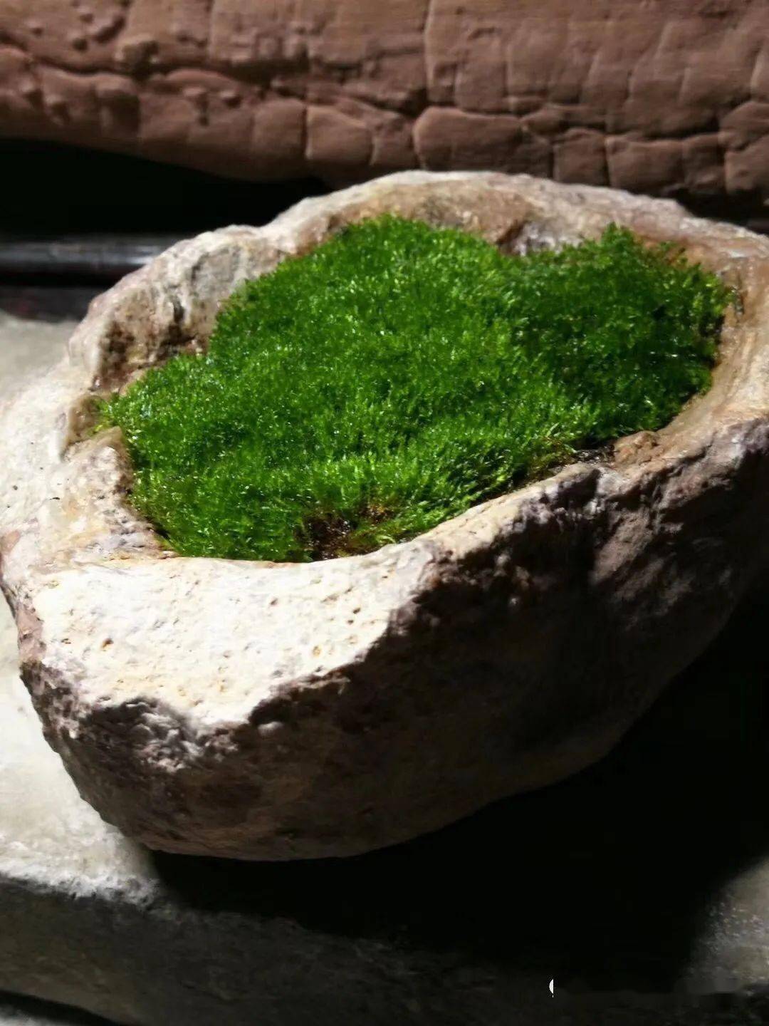 极简青苔盆景禅意之美让世界安静下来