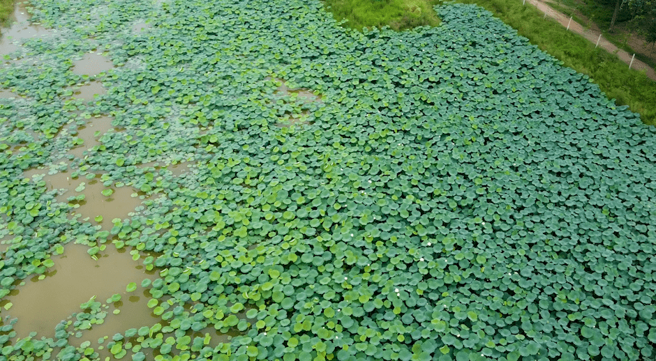 楊樓還是書畫之鄉發源地,湧現出蕭龍士,劉夢筆,劉惠民等一批知名書畫