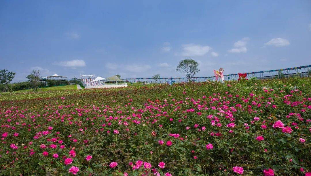 来花仙子清爽一夏_花海