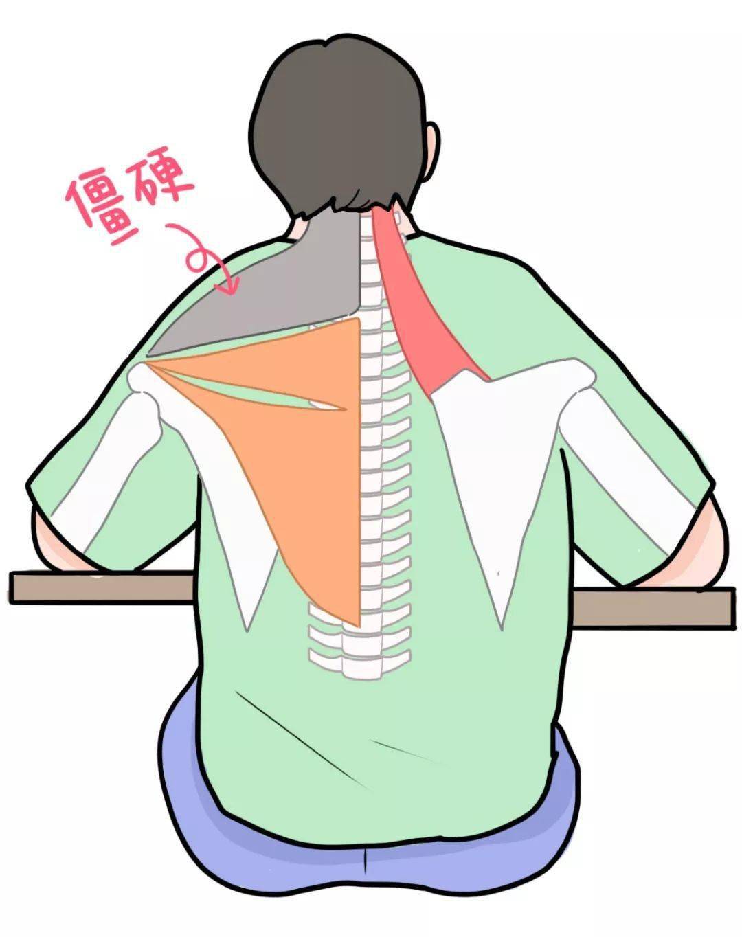 斜方肌越练越大别做老肩巨滑的女人