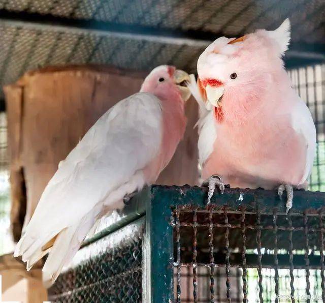 彩冠凤头鹦鹉为何最名贵就是因为有个怪毛病