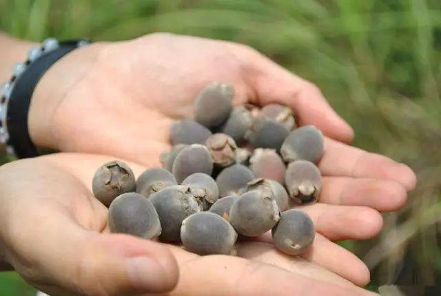 山头的这种果子成熟了,每一口都是童年回忆!_山棯