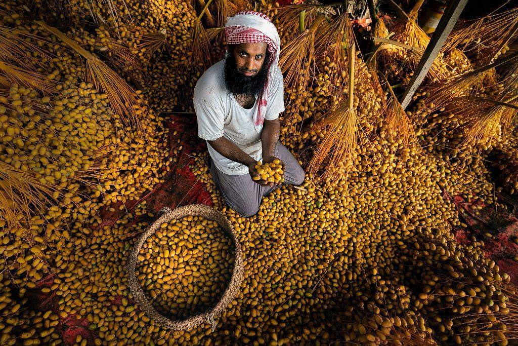 阿曼工人采摘晾晒椰枣 金灿灿如"满地黄金"_jalan