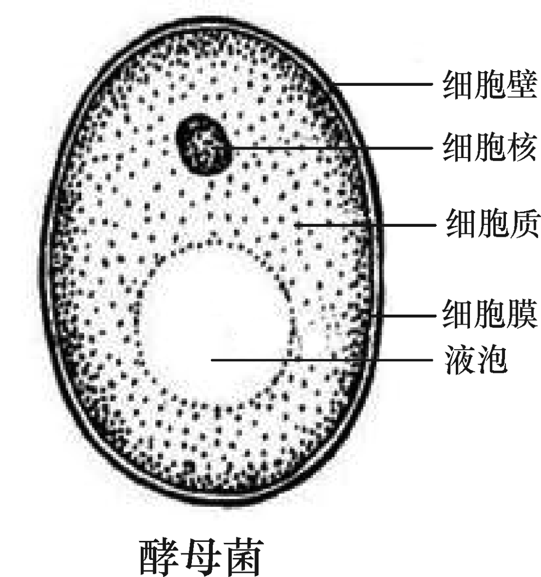 細菌,真菌和病毒的結構