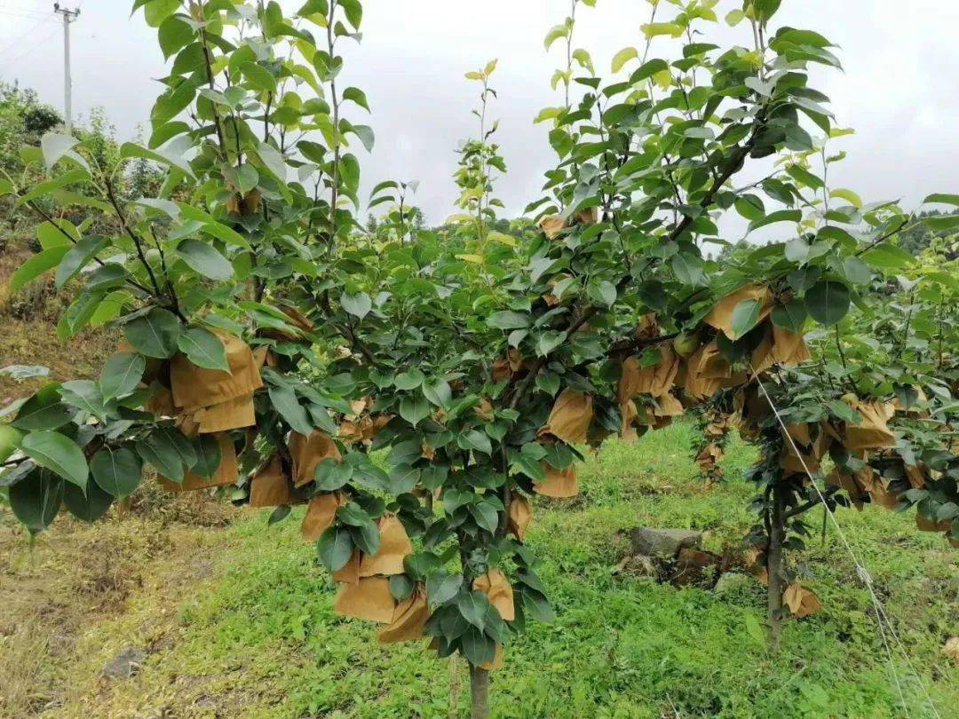 热热热~快来腾冲五合品尝清甜多汁的丰水梨